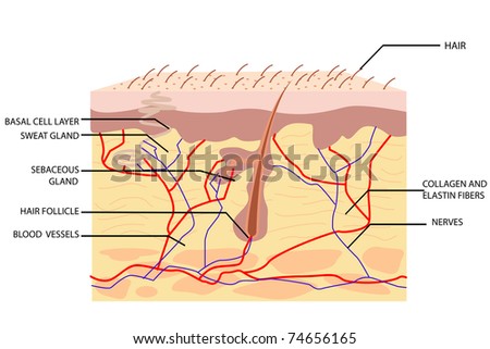 Skin Anatomy Stock Photos, Images, & Pictures | Shutterstock