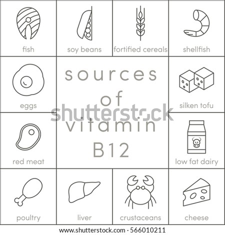 Sources of vitamin B12, vector outline food icons for infographic