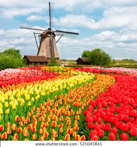 Windmill Tulips Holland Stock Photo 141771742 - Shutterstock