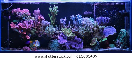 Dream Coral Reef Aquarium Tank