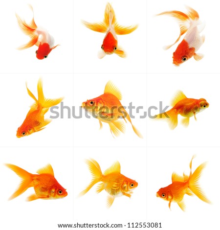 Goldfish Stock Photos, Royalty-Free Images & Vectors - Shutterstock