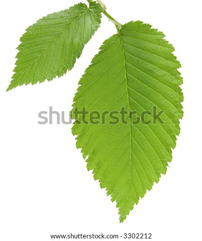 Elm leaves Stock Photos, Images, & Pictures | Shutterstock