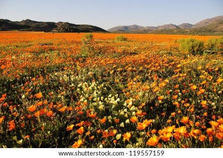 Blooming Desert Stock Photos, Images, & Pictures | Shutterstock