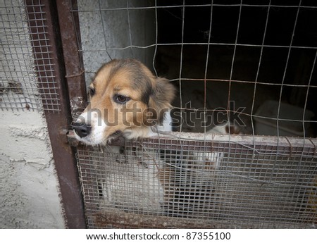 Animal cruelty Stock Photos, Images, & Pictures | Shutterstock