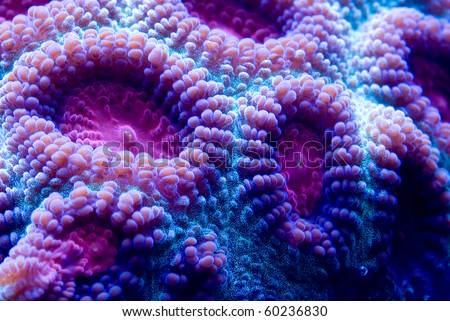 Polyp Stock Photos, Images, & Pictures | Shutterstock