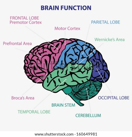 Human Brain Diagram Stock Photos, Images, & Pictures | Shutterstock