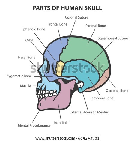 Human Skull Stock Images, Royalty-Free Images & Vectors | Shutterstock