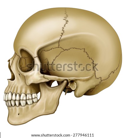 Ethmoid Bone Stock Images, Royalty-Free Images & Vectors | Shutterstock