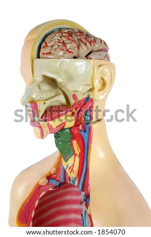 Human Jaw Stock Photos, Images, & Pictures | Shutterstock