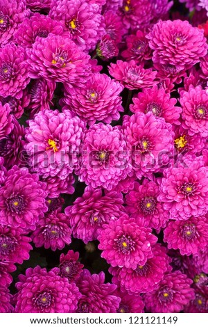 the beautiful of Chrysanthemum flowers - stock photo
