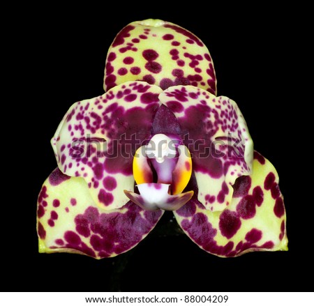 Gorgeous yellow colored phalaenopsis orchid flower on black background