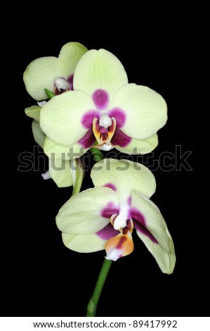 Gorgeous yellow colored phalaenopsis orchid flower on black background