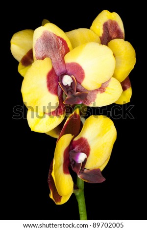 Gorgeous yellow colored phalaenopsis orchid flower on black background