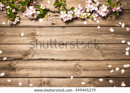 Spring flowering branch on wooden background. Apple blossoms