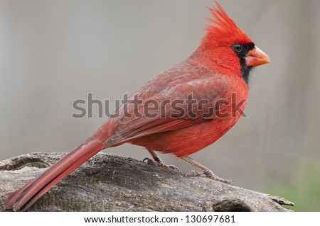 Red Cardinal Stock Photos, Images, & Pictures | Shutterstock