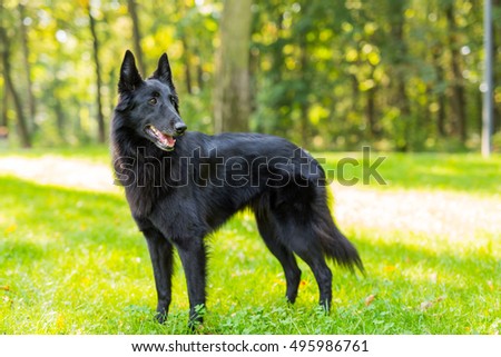 belgian shepherd groenendael puppies belgian shepherd stock images royalty free images u0026 vectors belgian shepherd groenendael puppies belgian shepherd stock images royalty free images u0026 vectors