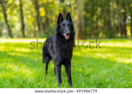 belgian shepherd groenendael for sale belgian shepherd groenendael stock images royalty free images belgian shepherd groenendael for sale belgian shepherd groenendael stock images royalty free images