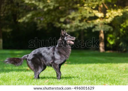 belgian shepherd groenendael puppies belgian shepherd stock images royalty free images u0026 vectors belgian shepherd groenendael puppies belgian shepherd stock images royalty free images u0026 vectors