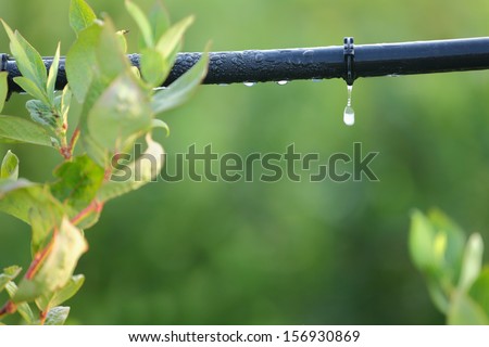 Drip Irrigation System Close Up. Water saving drip irrigation system being used in a Blueberry field.