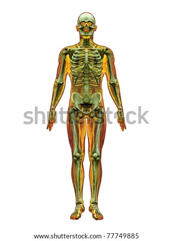 Anatomy Whole Body Stock Images, Royalty-Free Images & Vectors