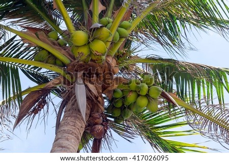 Coconut-tree Stock Photos, Images, & Pictures | Shutterstock