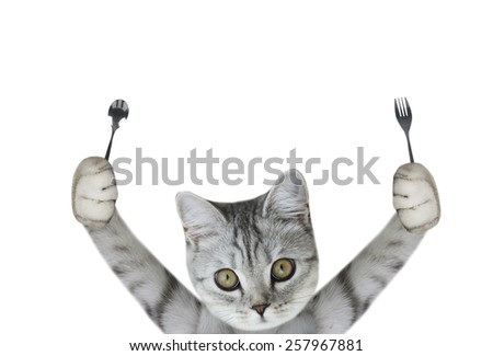stock-photo-cat-holding-fork-and-spoon-2