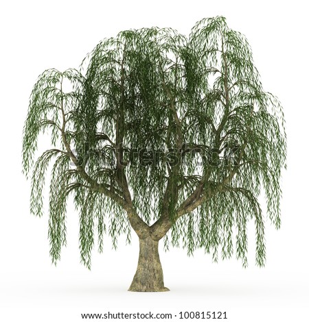 Willow Tree Stock Photos, Images, & Pictures | Shutterstock