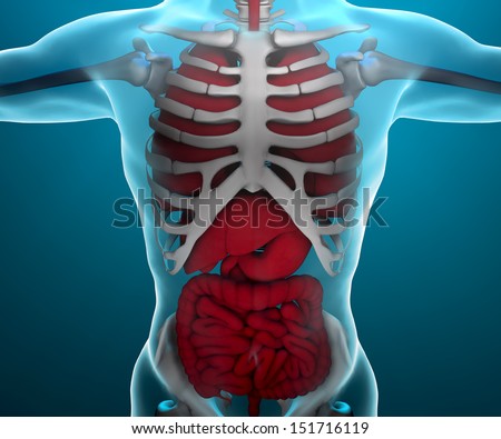 Intestine Lungs Chest Xray Human Body Stock Illustration 151716119 ...