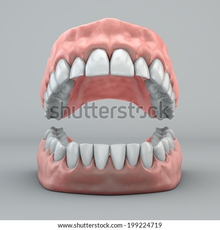 Anatomy Mouth Stock Illustration 96102299 - Shutterstock