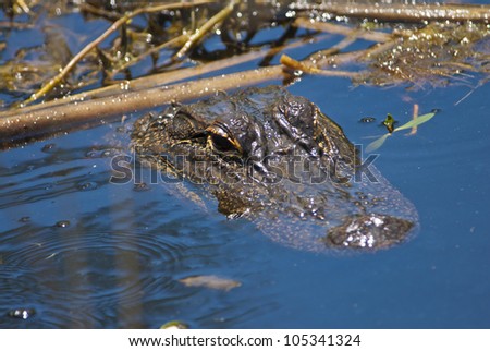 An alligator lurking for a meal in a pond.