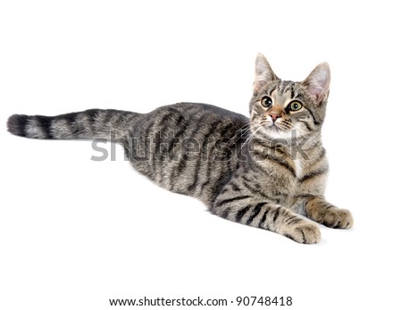  Cat  Laying  Down  Stock Images Royalty Free Images 