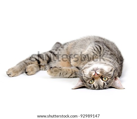  Cat  Laying  Down  Stock Images Royalty Free Images 