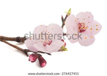 Apricot flowers isolated on white background