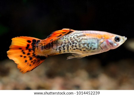 Guppy Stock Images, Royalty-free Images & Vectors 