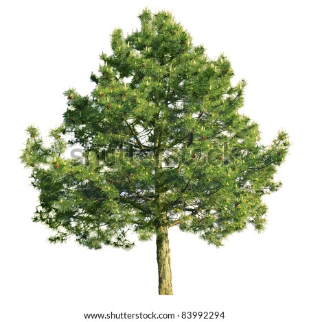 Scotch Pine Pinus Sylvestris Isolated On Stock Photo 83992294 ...