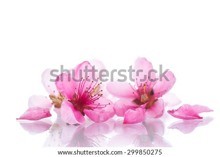 Peach pink flowers on a white background