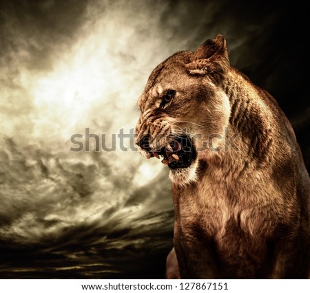 Roaring lioness against stormy sky