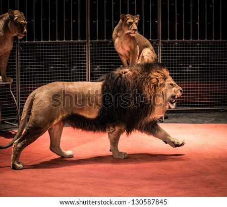African Lion Pride Stock Photos, Images, & Pictures | Shutterstock