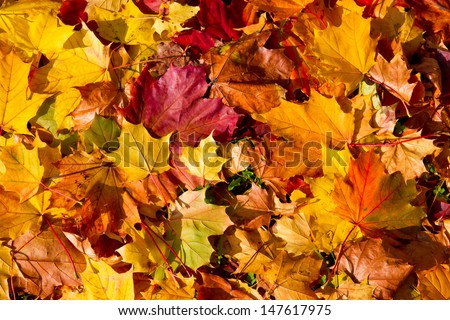 Colorful autumn leaves