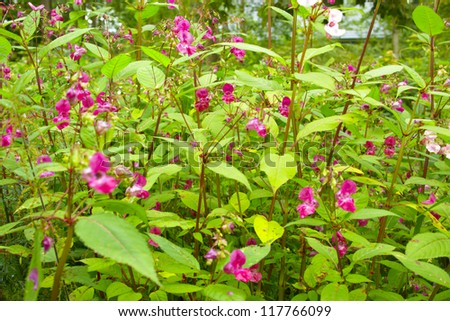 Balsam Flower Stock Images, Royalty-Free Images & Vectors | Shutterstock