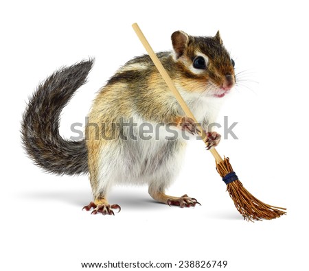 chipmunk funny broom holding cleaner isolated sweeper lawn acorns tractor shutterstock garden