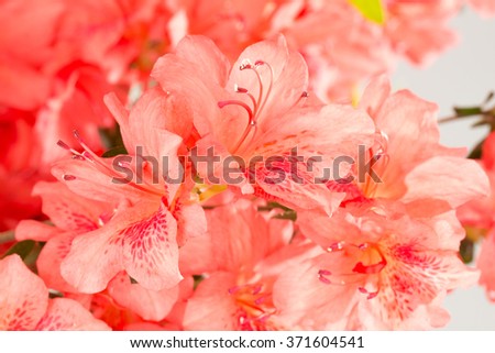 Background of salmon pink azalea flowers.