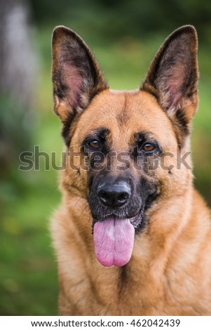 K9 Stock Photos, Royalty-Free Images & Vectors - Shutterstock