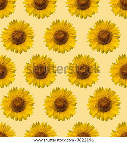 Sunflower Wallpaper Stock Photo 3822196 - Shutterstock