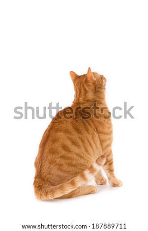 Cat Back Stock Photos, Images, & Pictures | Shutterstock