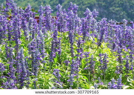 Indian Paintbrush Texas Bluebonnet Wildflowers Stock Photo