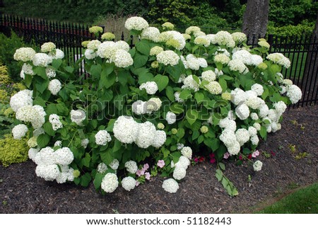 Landscaping Ideas With White Hydrangeas - Pictures Of Landscaping Ideas