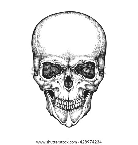 realistic human skull drawing