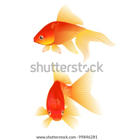 A pair of Goldfishes