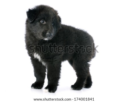belgian sheepdog breeders in new york belgian shepherd stock images royalty free images u0026 vectors belgian sheepdog breeders in new york belgian shepherd stock images royalty free images u0026 vectors